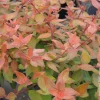 Abélia à grandes fleurs Caramel Charm - Un feuillage qui change tout
