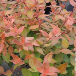 Abélia à grandes fleurs Caramel Charm - Un feuillage qui change tout