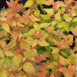 Abélia à grandes fleurs Caramel Charm - Un feuillage qui change tout