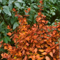 Abélia à grandes fleurs Caramel Charm - Un feuillage qui change tout