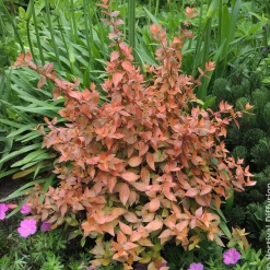 Abélia à grandes fleurs Caramel Charm - Un feuillage qui change tout