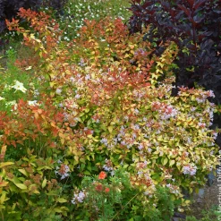 Abélia à grandes fleurs Caramel Charm - Un feuillage qui change tout