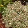 Abélia à grandes fleurs Confetti - Feuillage panaché toute l'année
