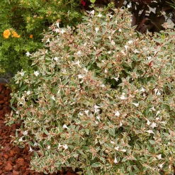 Abélia à grandes fleurs Confetti - Feuillage panaché toute l'année