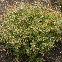 Abélia à grandes fleurs Confetti - Feuillage panaché toute l'année