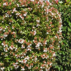 Abélia à grandes fleurs - Fleuri tout l'été sans effort