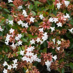 Abélia à grandes fleurs - Fleuri tout l'été sans effort