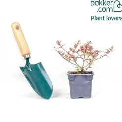 Abélia à grandes fleurs Magic Daydream® - Fleurs et couleurs 6 mois