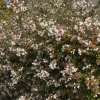 Abélia à grandes fleurs Pisto - Fleurs 6 mois, zéro effort