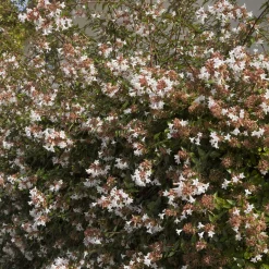 Abélia à grandes fleurs Pisto - Fleurs 6 mois, zéro effort