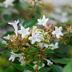 Abélia à grandes fleurs Pisto - Fleurs 6 mois, zéro effort