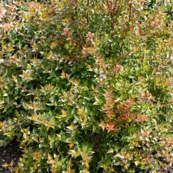 Abélia à grandes fleurs Sherwood - Fleurs tout l'été sans effort