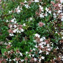 Abélia à grandes fleurs Sherwood - Fleurs tout l'été sans effort