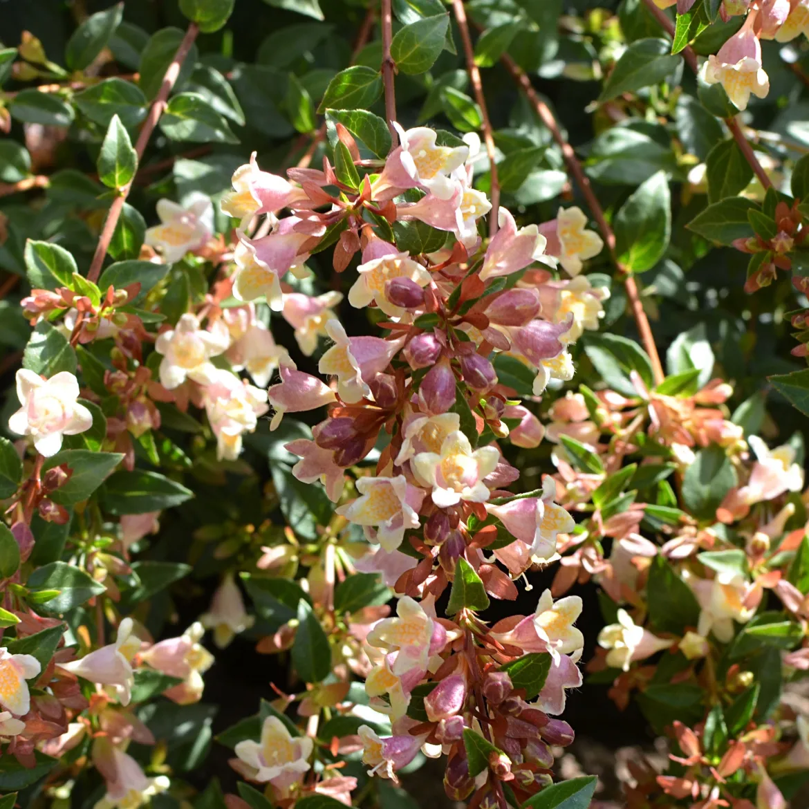 Abélia à grandes fleurs Sunny Charm ® - Fleuri tout l'été sans effort