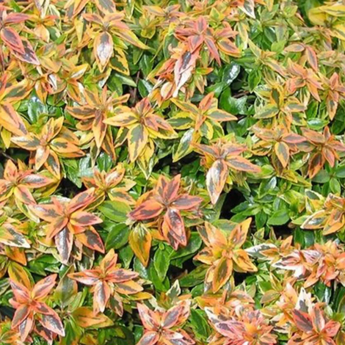 Abélia grandiflora Kaleidoscope® - 4 saisons de couleurs