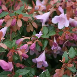 Abélia Pink Pong - Fleurs tout l'été sans effort
