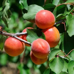 Abricotier Pêche De Nancy - Des abricots juteux chez vous