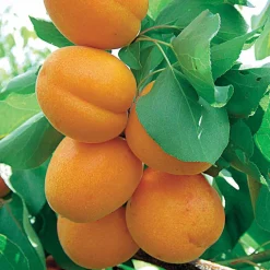 Abricotier Polonais - Des abricots même en montagne