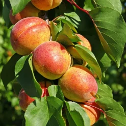 Abricotier Polonais - Des abricots même en montagne