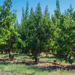 Abricotier Polonais - Des abricots même en montagne