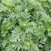Absinthe Lambrook Silver - L'argent qui illumine le jardin