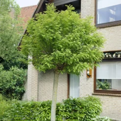 Acacia boule sur tige - Une boule verte prête à planter