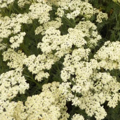 Achillée AlabAster - Blanc crème tout l'été