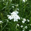 Achillea ptarmica The Pearl - Des perles blanches tout l'été