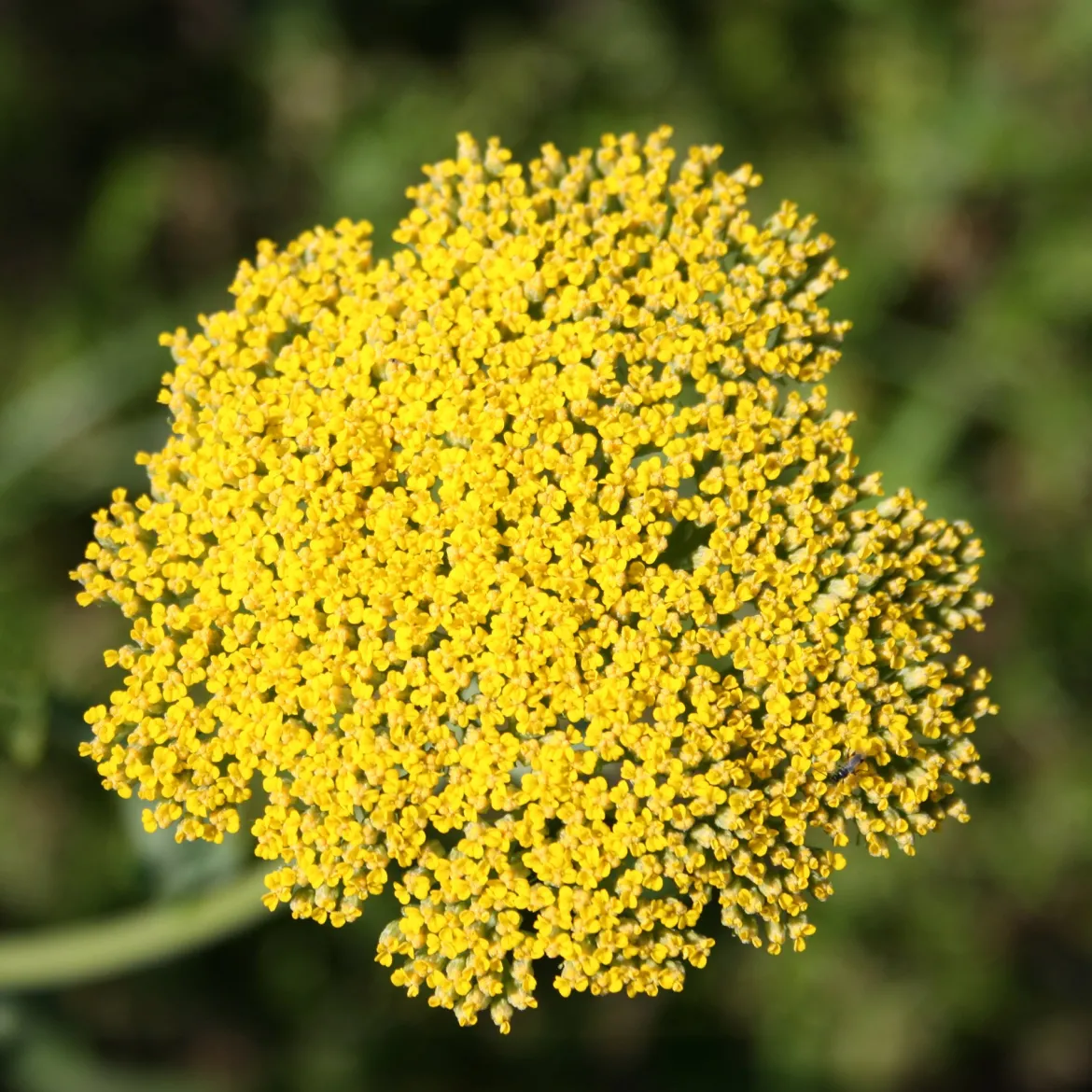 Achillée Cloth Of Gold - Des plateaux d'or tout l'été