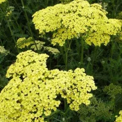 Achillée Credo - Fleurs jaunes tout l'été
