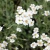 Achillée en ombelle - Tapis argenté zéro souci