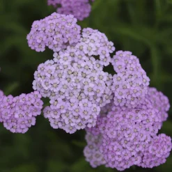 Achillée millefeuille Apfelblüte - Un massif rose sans effort