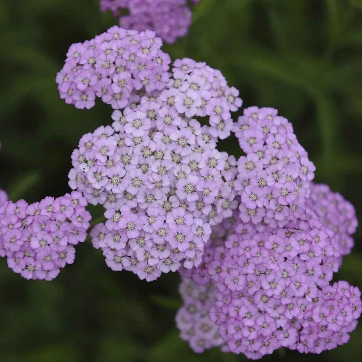 Achillée millefeuille Apfelblüte - Un massif rose sans effort