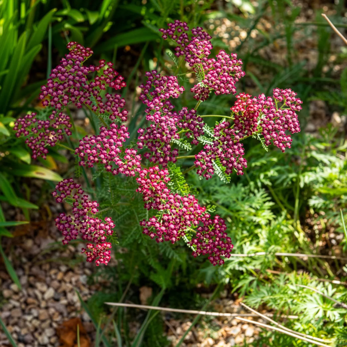 Achillée millefeuille Cassis - Des fleurs fuchsia tout l'été