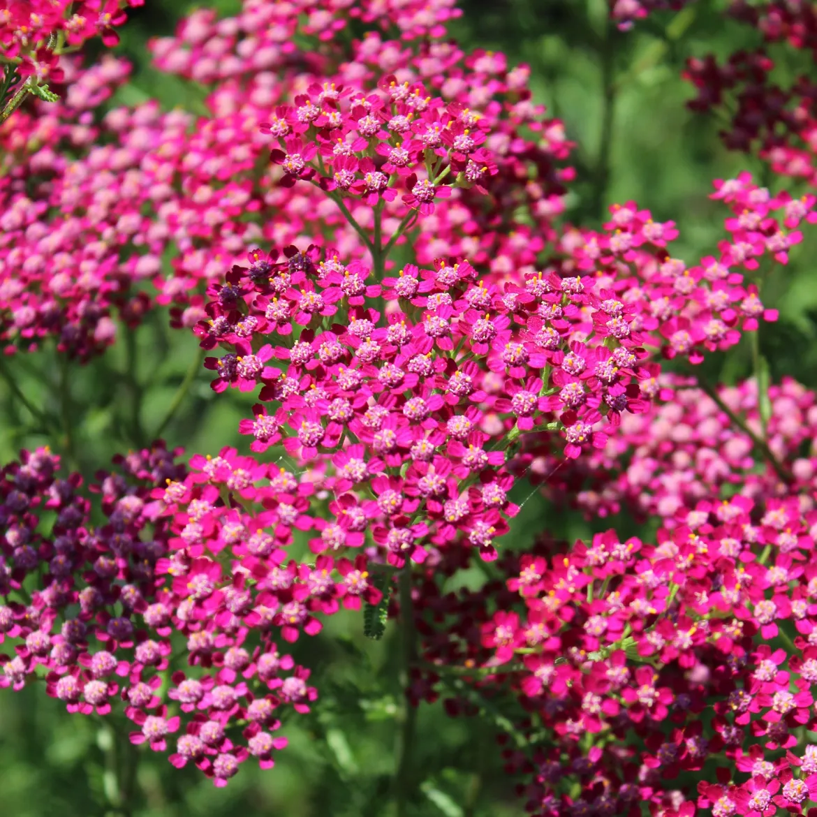 Achillée millefeuille Cassis - Des fleurs fuchsia tout l'été