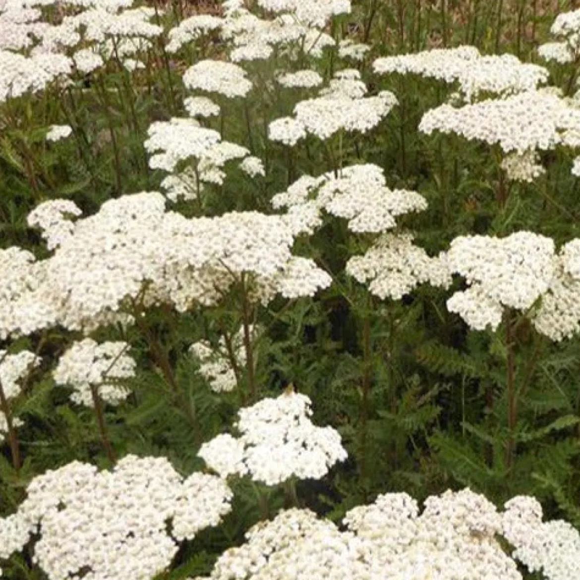 Achillée millefeuille Heinrich Vogeler - Fleurs coupées tout l'été