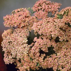 Achillée millefeuille Lachsschönheit - Rose saumon tout l'été