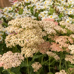 Achillée millefeuille Lachsschönheit - Rose saumon tout l'été