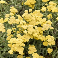 Achillée millefeuille Little Moonshine - Du jaune tout l'été