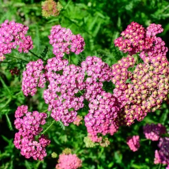 Achillée millefeuille Mily Rock - Du rose tout l'été