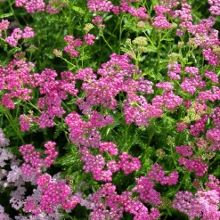 Achillée millefeuille Mily Rock - Du rose tout l'été