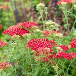 Achillée millefeuille Paprika - Du rouge tout l'été