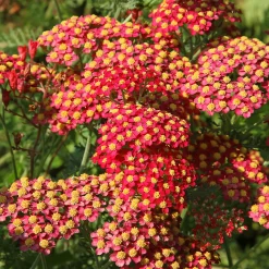 Achillée millefeuille Paprika - Du rouge tout l'été