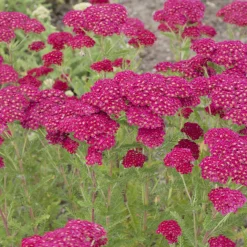 Achillée millefeuille Pomegranate - Du rouge vif tout l'été