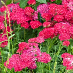 Achillée millefeuille Pomegranate - Du rouge vif tout l'été