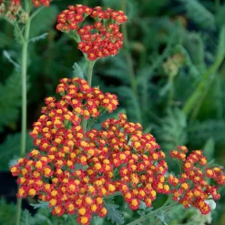 Achillée millefeuille Safran - Des fleurs orange tout l'été