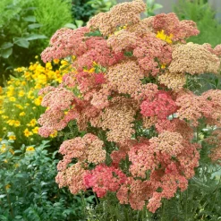 Achillée millefeuille Wesersandstein - Un massif fleuri sans effort