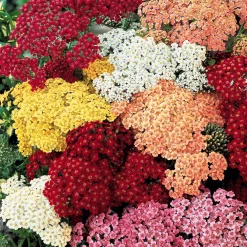 3 Achillées en mélange - Un massif fleuri sans effort