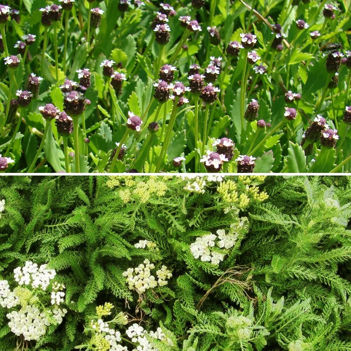 2 Achillées et 1 Lippia en mélange - Idéal pour stabiliser les talus