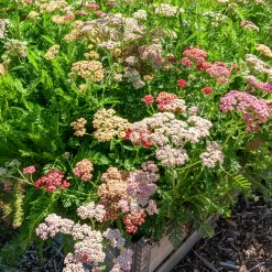 Achillées millefeuille Summer Pastels F2 en mélange - Des bouquets tout l'été